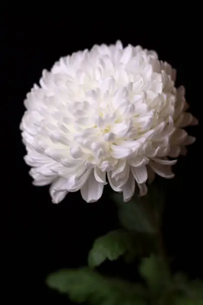 One white chrysanthemum on the black background. Beautiful flower on a dark background. Selective focus.