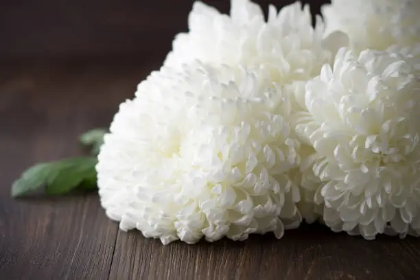 White chrysanthemums with leaf on a dark wooden background. Autumn fresh flowers on the brown table. Selective focus.