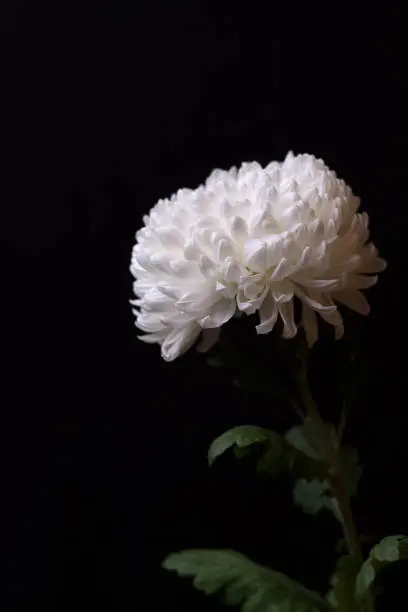 White chrysanthemum on the dark background. One white flower on a black. Selective focus.