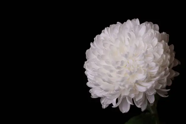 Beautiful white chrysanthemum on a black background. Lush autumn flower on dark background. Selective focus, copy space.