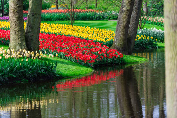 istock Beautiful tulips field 838848442