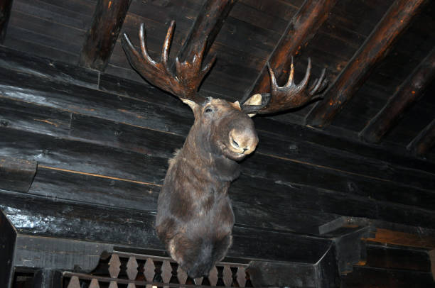 Moose head on wall stock photo