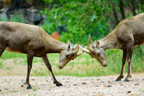 istock Bighorn sheep playing in waterton canyon 838860056