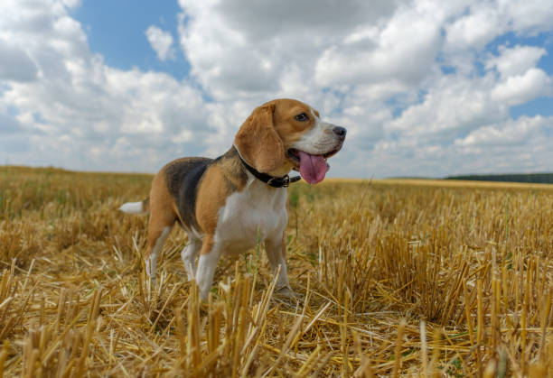 Beagle dog on stubble wheat field on a Sunny summer day
