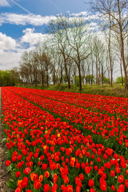istock Beautiful tulips field 838864598