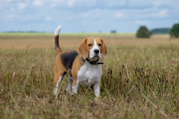 istock Portrait of a Beagle on a walk 838864610