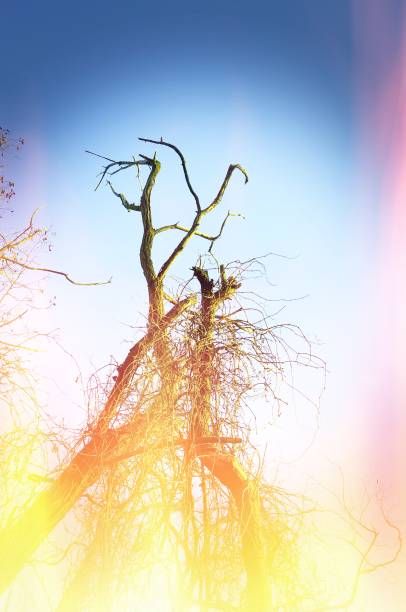 裸の炎と空のツリー及び火します。 - bare tree tree single object loneliness ストックフォトと画像