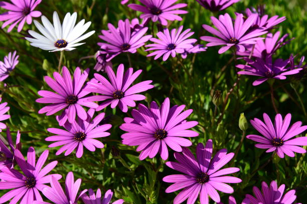istock Magaritan flowering in Spain 838866698