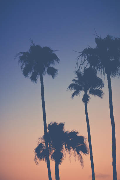 istock Purple Orange Sunset Sky with Palm Trees 838867872