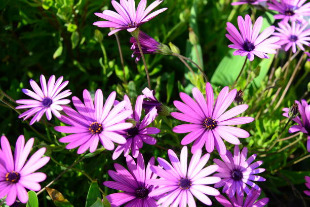 istock Magaritan flowering in Spain 838874556