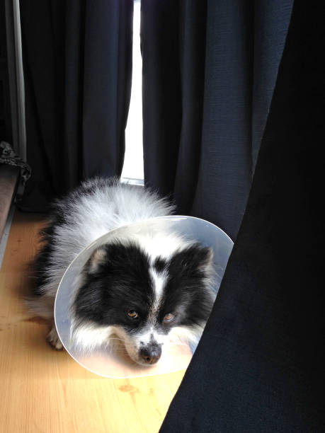 istock A black and white pomeranian wears a cone 838876360