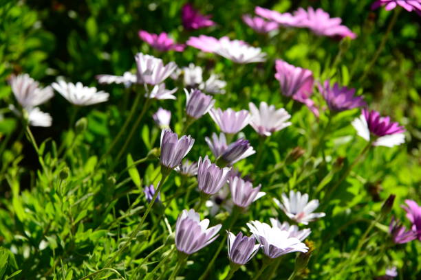 istock Magaritan flowering in Spain 838876622