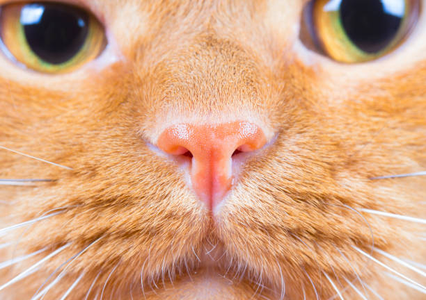 istock Animal nose eye Red-headed cat background 838878368
