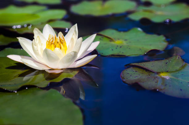 istock lotus flower beautiful in pond. 838881484