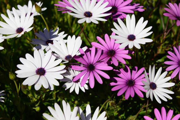 istock Magaritan flowering in Spain 838886994