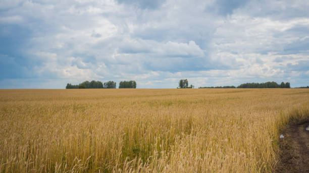 istock Wheat spikes fly in the wind. Wheat field, country road 838887404