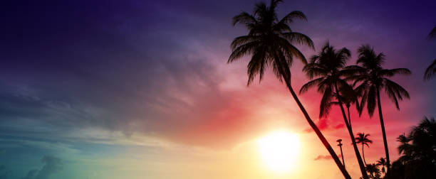 istock Palm trees and sunset on Caribean 838891114