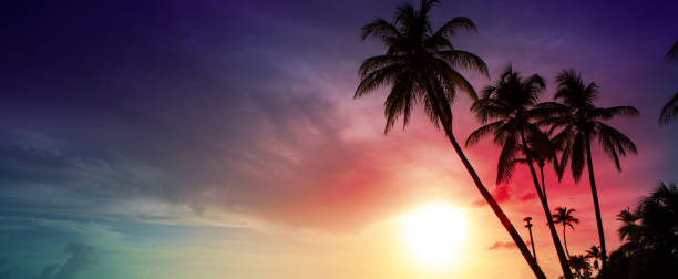 Palm trees and sunset on Caribean stock photo