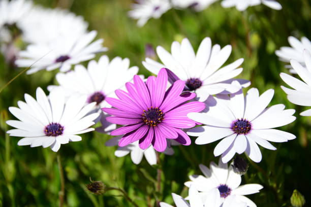 istock Magaritan flowering in Spain 838893582