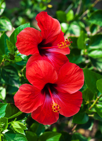 A tropical hibiscus bush is growing in Hawaii on a bright, sunny day. A large, bright orange bloom stands out from the bush, it has pink in the centre.