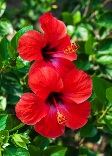 Red hibiscus flowers Red hibiscus flowers on a natural green background hibiscus stock pictures, royalty-free photos & images