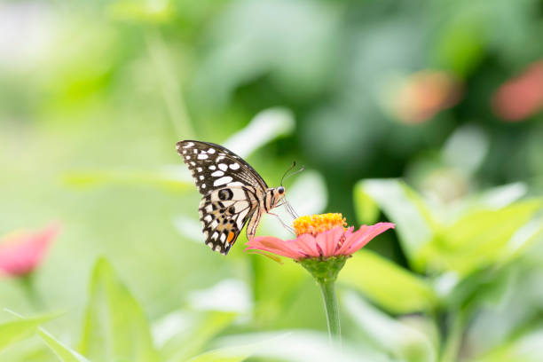 istock Lime Butterfly sucking nectar from zinnia flowers . 838894278