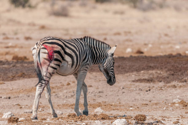 istock Burchells zebras with visible wound, probably from a lion attack 838895172