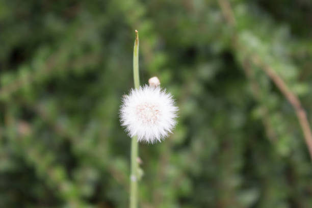 istock Dandelion. Dandelion fluff. Dandelion tranquil abstract closeup art background 838898142