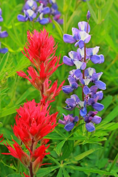 istock Indian Paintbrush and Lupine 838898424