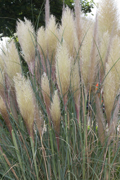istock Pampas Grass growing in a garden area 838898526