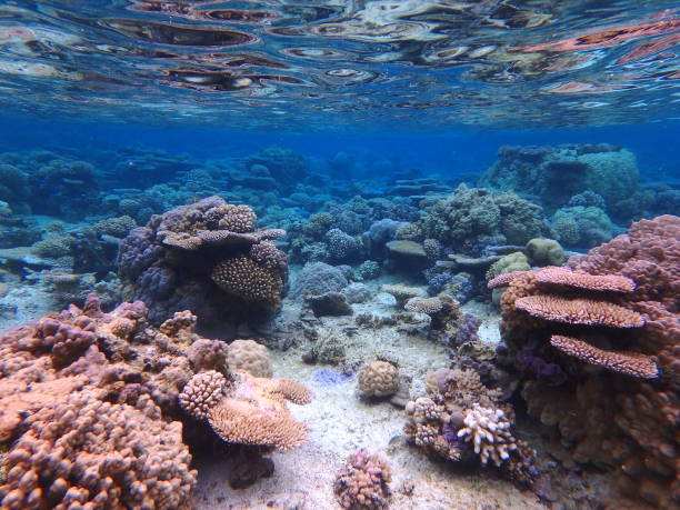 istock Bora Bora Lagoon coral garden 838898834