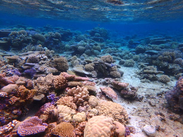 istock Bora Bora Lagoon coral garden 838898884