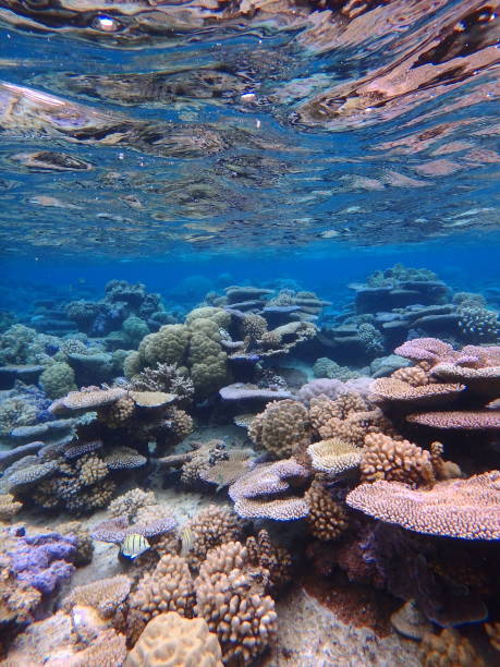 istock Bora Bora Lagoon coral garden 838898908