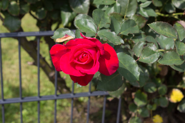 Red rose blossom at bush.