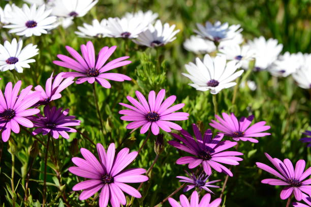 istock Magaritan flowering in Spain 838899372