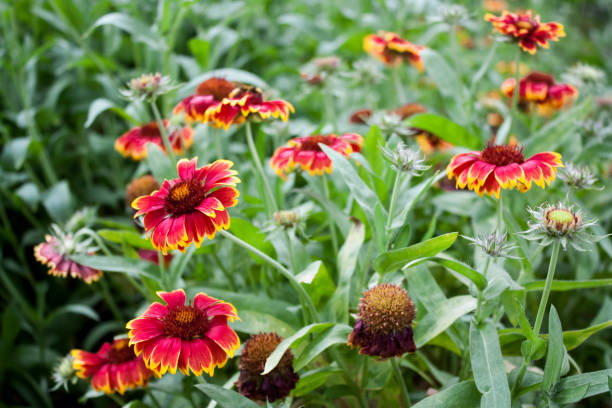 istock Echinacea flower in garden 838901478