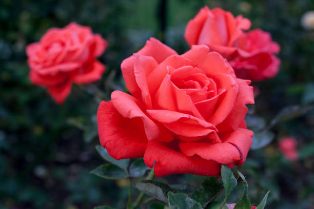 istock Three red roses in garden 838901610