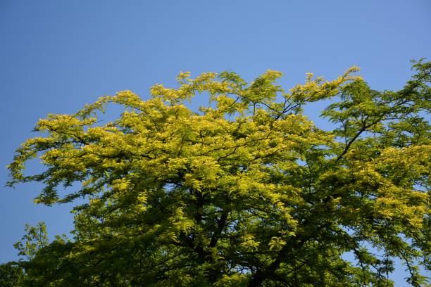 istock Green summer in Berlin Spandau, Germany 838903194
