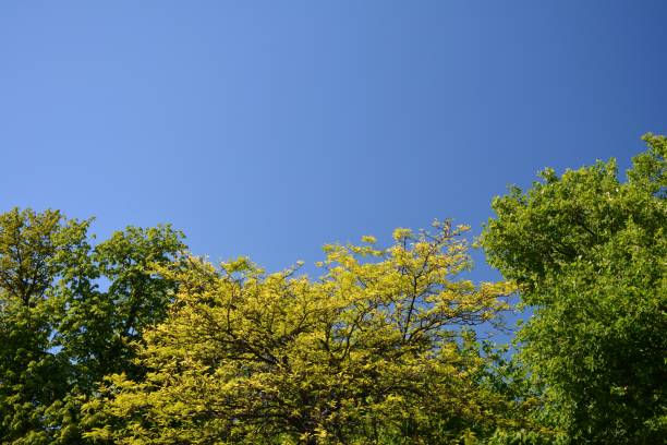 istock Green summer in Berlin Spandau, Germany 838903330