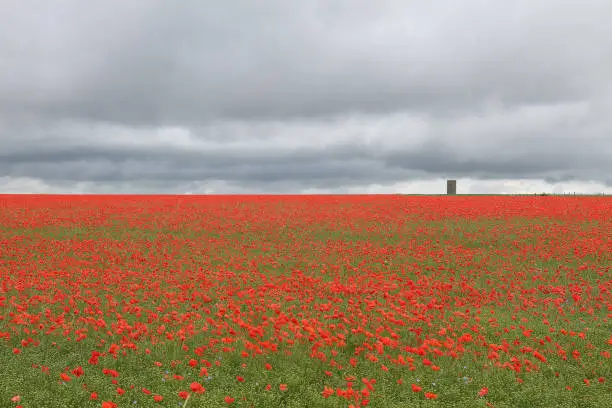 Field of poppies with clouds and stone tower behind.