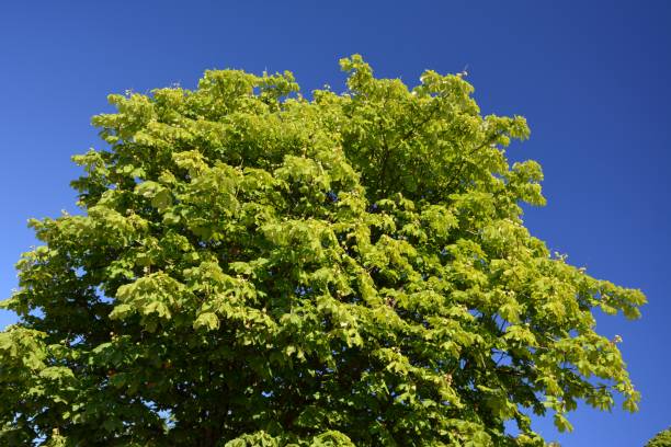 istock Green summer in Berlin Spandau, Germany 838903694