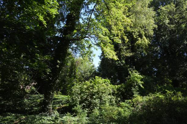 istock Green summer in Berlin Spandau, Germany 838905942