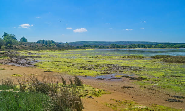 bellissima baia delle zone umide con la bassa marea - scenics coastline uk moss foto e immagini stock