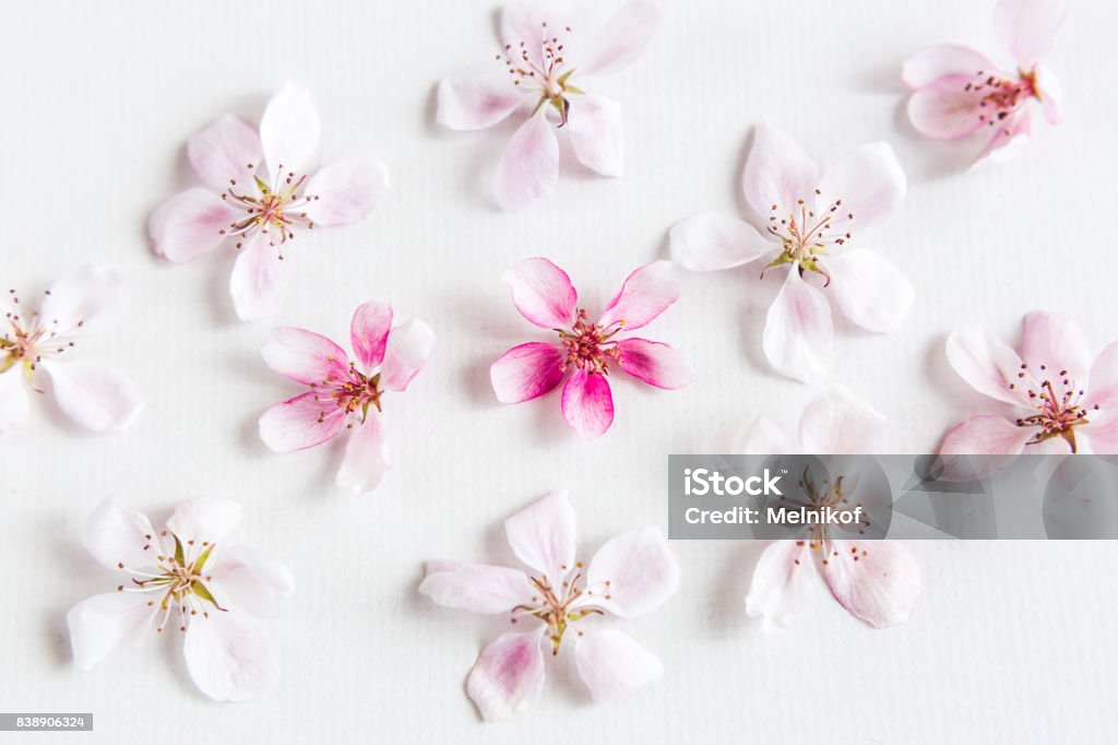 top view on white background filling with sacura flowers. Concept of love. Dof on sacura flower. Concept of love. hi key spring pattern. Dof on sacura flower. Flat lay top view on white background filling with sacura flowers. Concept of love. hi key spring pattern. Dof on sacura flower.Concept of love. Flat lay. Cherry Blossom Stock Photo
