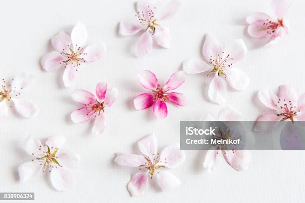 Top View On White Background Filling With Sacura Flowers Concept Of Love Dof On Sacura Flower Concept Of Love Hi Key Spring Pattern Dof On Sacura Flower Flat Lay Stock Photo - Download Image Now