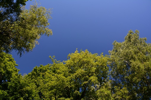 Crown of green trees against the blue sky