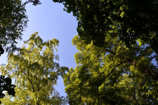 istock Green summer in Berlin Spandau, Germany 838906772