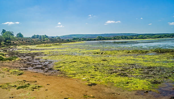 bellissima baia delle zone umide con la bassa marea - scenics coastline uk moss foto e immagini stock