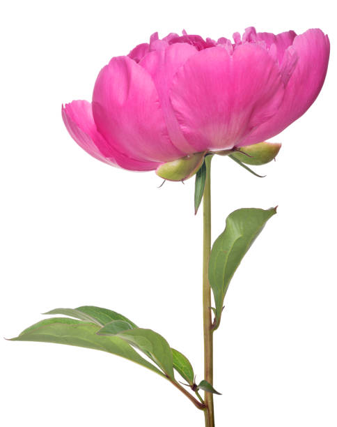 istock isolated pink peony bloom with small leaves 838910090