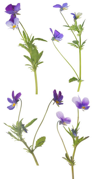 istock four small lilac pansy flowers isolated on white 838910208